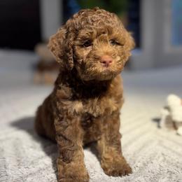 Sage - Brown and tan female Cockapoo puppy in Queens, New York from The 2 Musketeers_Cockapoos