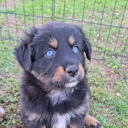 Black Tri Female - Black tri-color female Australian Shepherd puppy in Crossville, Alabama from Bluff View Aussies