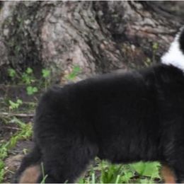 Australian Shepherd Puppies from Saddle Creek Australian Shepherds