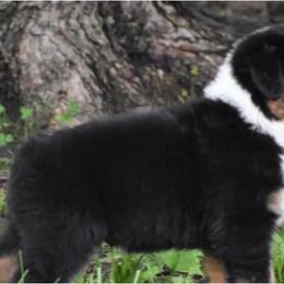 Australian Shepherd Puppies from Saddle Creek Australian Shepherds