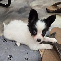 Anni- Frida - White and black female Papillon puppy in Hollister, Missouri from Swan Creek Kennel