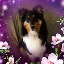 Laoghaire (pronounced Leery) - Shetland Sheepdog