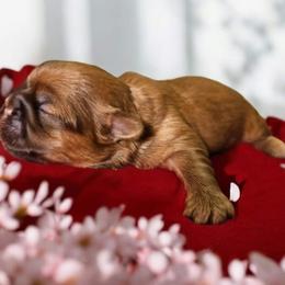 Shih Tzu Puppies from Small Pawz Kennel