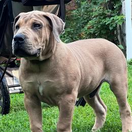 FAFO - Fawn male Boerboel puppy in Pennsylvania from Cold River Boerboels