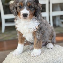 Blizzard - Blue merle male Bernedoodle puppy in Henry, Illinois from Rowe Farms Doodles