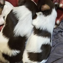 Girl 3 - Chocolate tan and white female Biewer Terrier puppy in Dayton, Ohio from BiewerHeart Yorkies