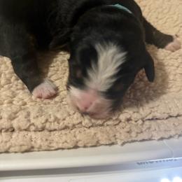Bravo - Black rust and white male Bernese Mountain Dog puppy in Redlands, California from Country Feels Ranch