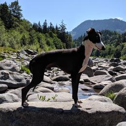 Roman - Italian Greyhound
