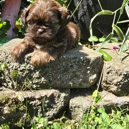 Chocolate sable boy - Sable male Shih Tzu puppy in Newark, Ohio from Gemini Kennels