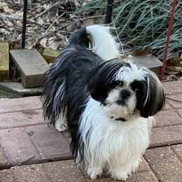 Oreo - Shih Tzu