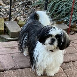 Oreo - Shih Tzu