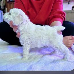Zoom - Cream male Poodle puppy in North Prince George, Virginia from ROYAL VISTA