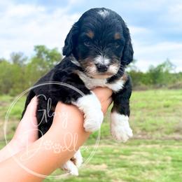 Feta - Red - Tri-color male Bernedoodle puppy in Rockwall, Texas from Glory Doodles
