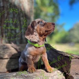 Sita, AKC, Smooth Chocolate and Tan Dapple - Dapple female Dachshund puppy in Big Sandy, Texas from Linda B’s Dachshunds