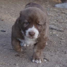 Boy 1 - Liver male Armenian Gampr puppy in Neenach, California from The Mustangs Ranch