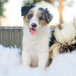 Chenille - Blue merle female Border Collie puppy in Conway, Missouri from 2J 2K Border Collies | Maremma Sheepdogs