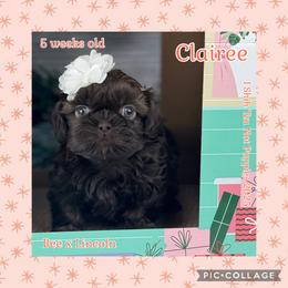 Clairee - Liver female Shih Tzu puppy in Beatrice, Nebraska from I Shih Tzu Not Puppies