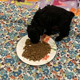 Cockapoo Puppies from Coco's Cocopuffs