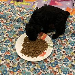 Cockapoo Puppies from Coco's Cocopuffs