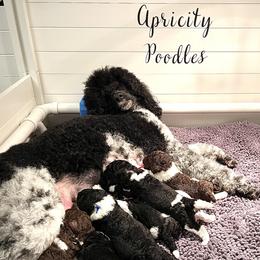 Poodle Puppies from Apricity Poodles
