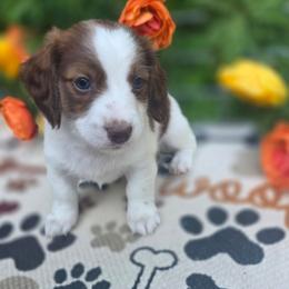 Porkchop - Piebald male Dachshund puppy in Grant, Michigan from Low Down Dashchuand