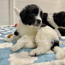 Newfoundland, Newfypoo, and Sheepadoodle Puppies from Sweet Creek Pups