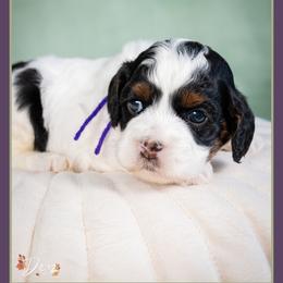 October - Black white and tan female Cockapoo puppy in Connersville, Indiana from Deaz Doodle Ranch