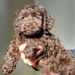 Twix - Brown female Cockapoo puppy in Flippin, Arkansas from Dare to Doodle
