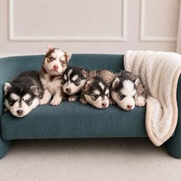Raya - Wolf sable female Pomsky puppy in Wausau, Wisconsin from Arctic Star Pomskies