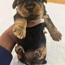 Girl 1 - Yorkshire Terrier puppy in Virginia Beach, Virginia from Andre's Yorkshire Terriers