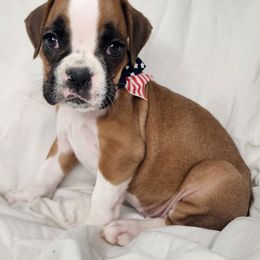 Girl 5 - Fawn female Boxer puppy in Aurora, Missouri from Pick A Pup