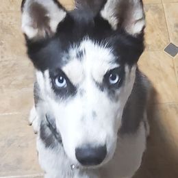 Kendra - Siberian Husky