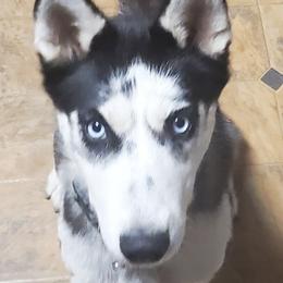 Kendra - Siberian Husky