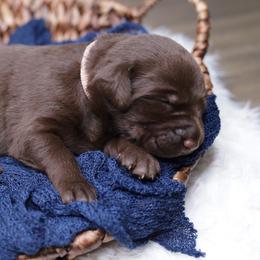 Labrador Retriever Puppies from AGL Retrievers