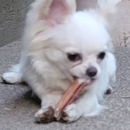 Chihuahua Puppies from Elegant Exotic Chihuahua's