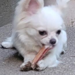 Chihuahua Puppies from Elegant Exotic Chihuahua's