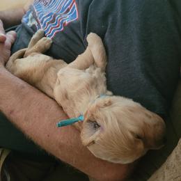 Goldendoodle Puppies from 3 Willows Goldendoodles