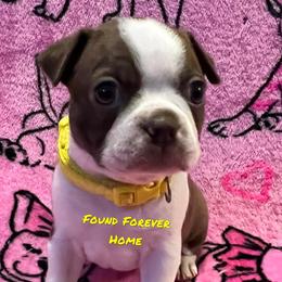 Boston Terrier Puppies from Heather's Boston Babies
