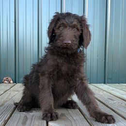 Cockapoo and Labradoodle Puppies from Morris Farmyard
