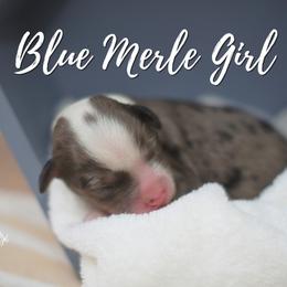 Blue Merle Girl - Blue merle female Aussiedoodle puppy in Plain City, Utah from Myers Desert Doodles