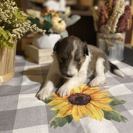 Shetland Sheepdog Puppies from Zuber’s Indiana Shelties