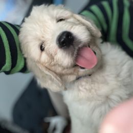 Goldendoodle Puppies from Lakes Golden Doodles