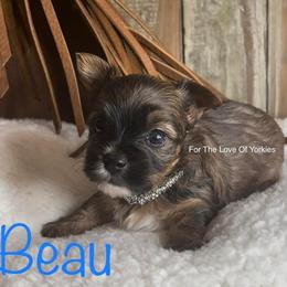 Yorkshire Terrier Puppies from For The Love of Yorkies Texas