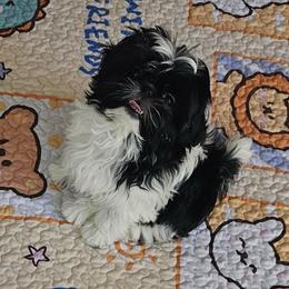 Chester - Black and white male Shih Tzu puppy in Tucson, Arizona from Dollface Shih Tzu