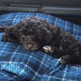Australian Labradoodle Puppies from High Mist Mountain Australian Labradoodles