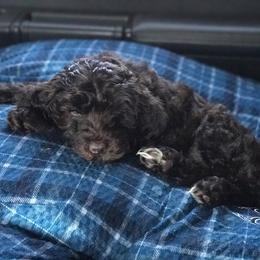 Australian Labradoodle Puppies from High Mist Mountain Australian Labradoodles