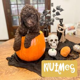 Double Doodle and Labradoodle Puppies from Magnolia & Finn Doodles