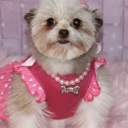 Shih Tzu All Grown Up from Miry’s Kennels
