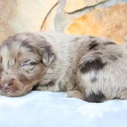 Spooky - Red merle male Australian Shepherd puppy in Macon, Georgia from Shaina’s Shepherds
