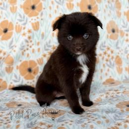 Lily - Red & white female Toy Australian Shepherd puppy in Liberty Hill, Texas from Pistol Paws Aussies